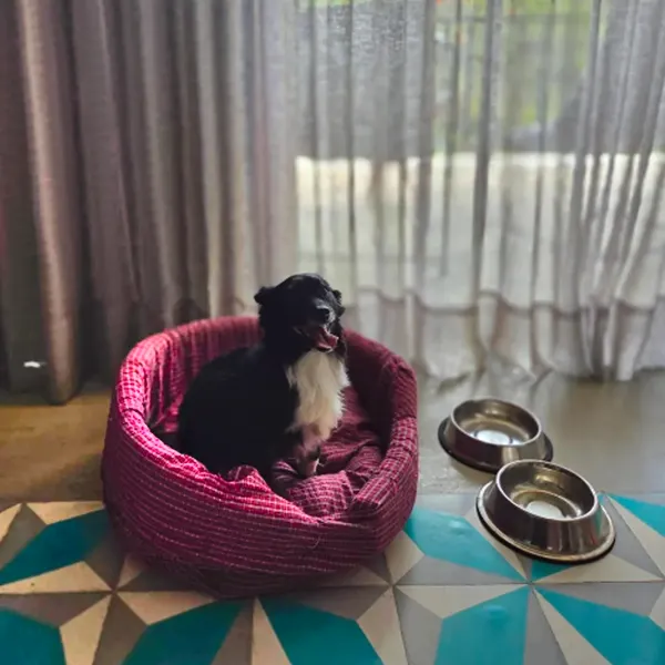 Dog Friendly Hotel B Cozumel Dog Friendly Hotel B Cozumel