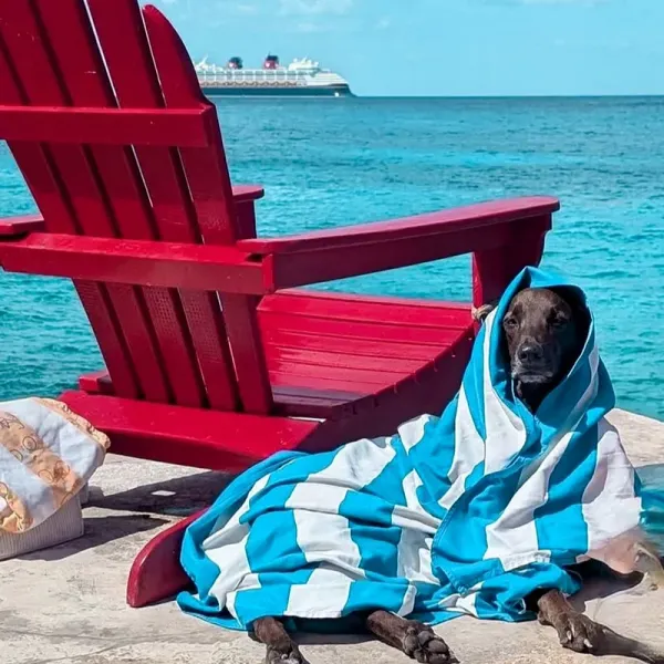Dog Friendly Hotel B Cozumel Dog Friendly Hotel B Cozumel