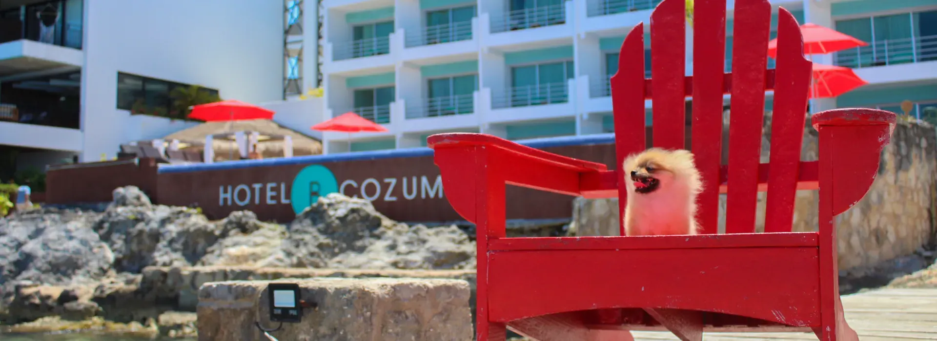 Dog friendly Hotel B Cozumel Dog friendly Hotel B Cozumel